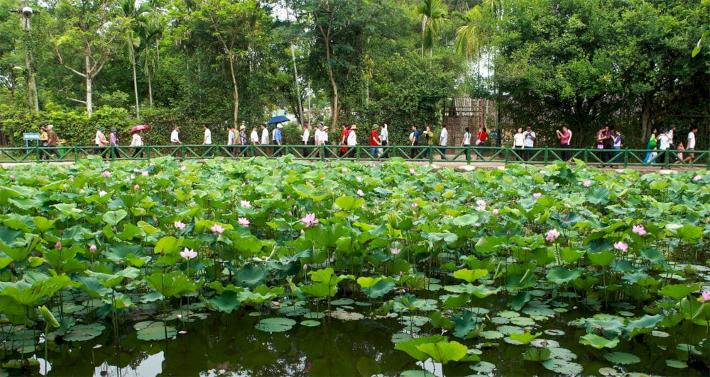 Khi mùa sen đến những bông hoa tỏa hương thơm ngát 